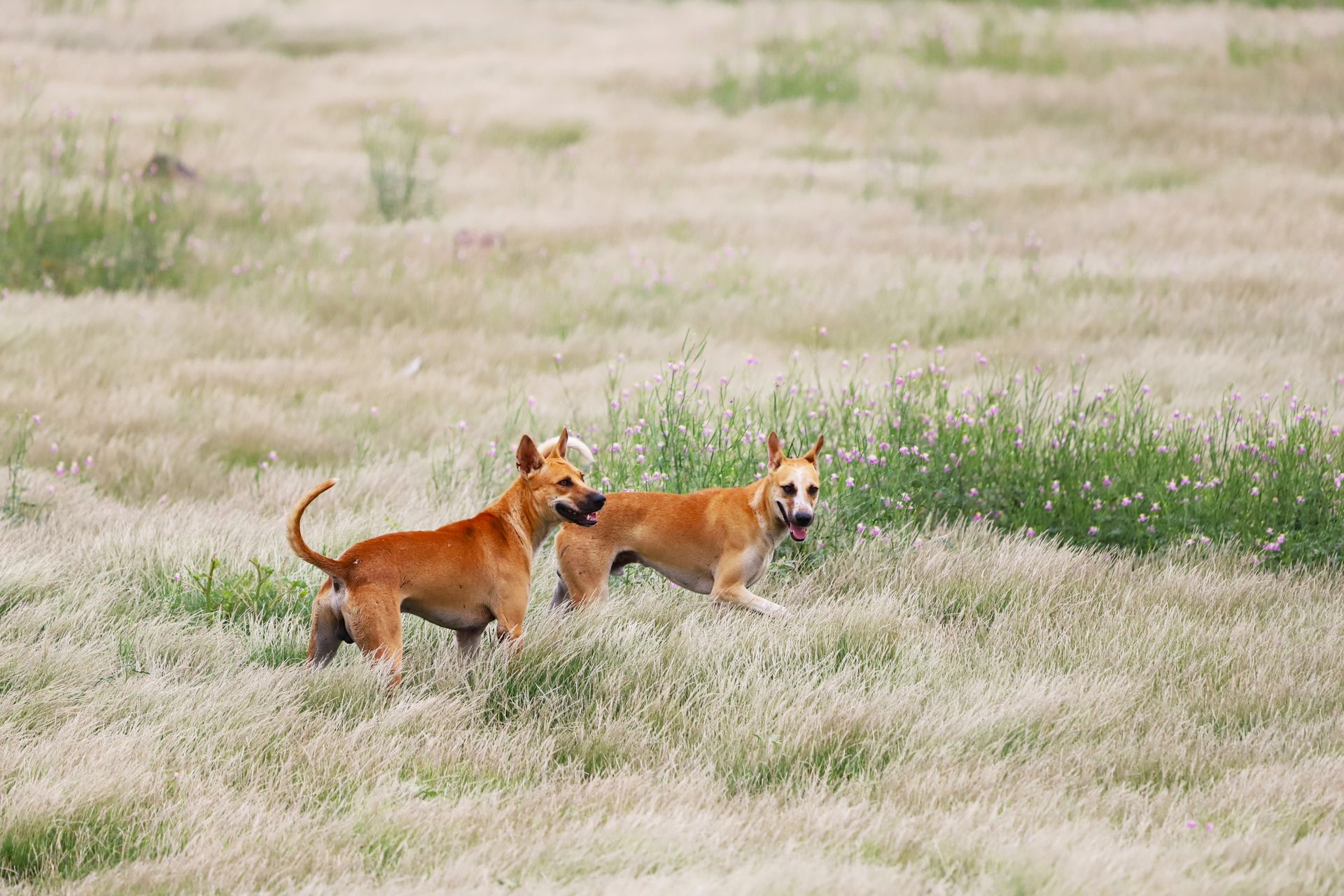 Perros felices corriendo en la naturaleza