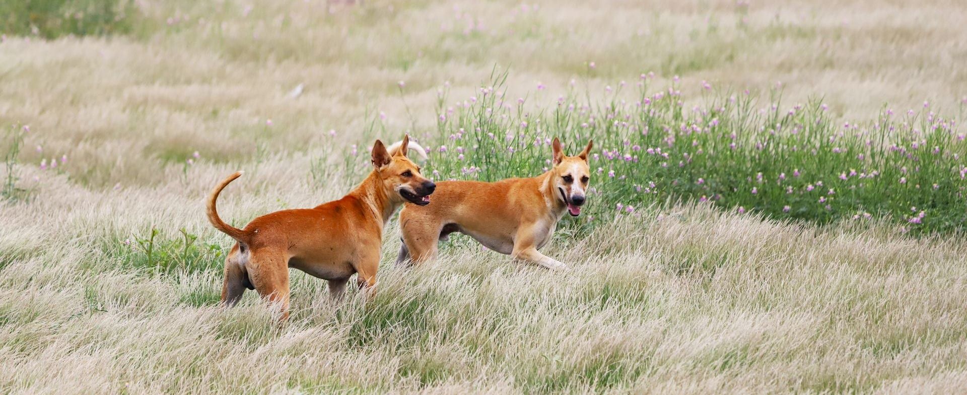Dos perros explorando juntos un prado silvestre
